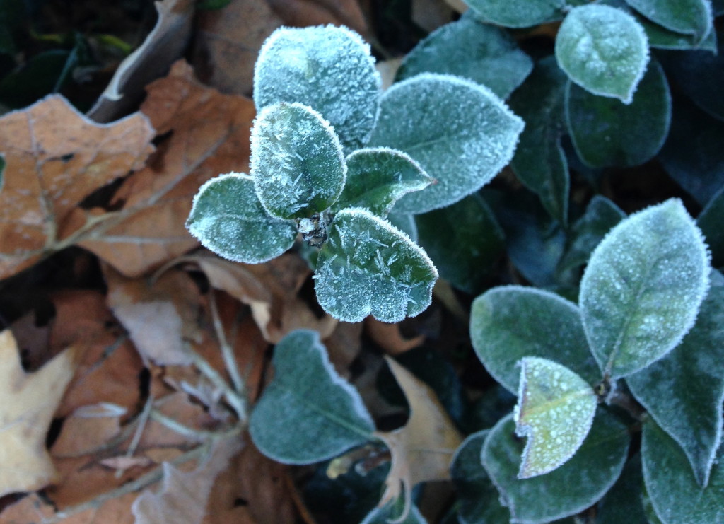 frost covered plant