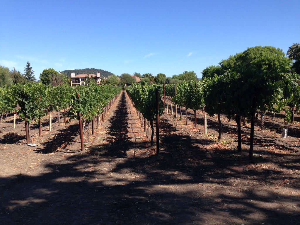 Yountville, CA Vineyard