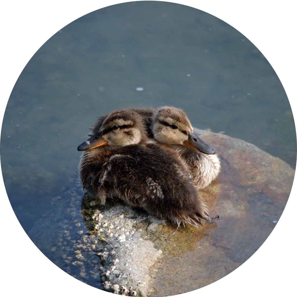 Baby ducks off the Stanely Park Seawall, Vancouver