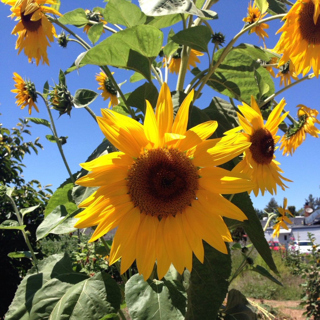 sunflowers