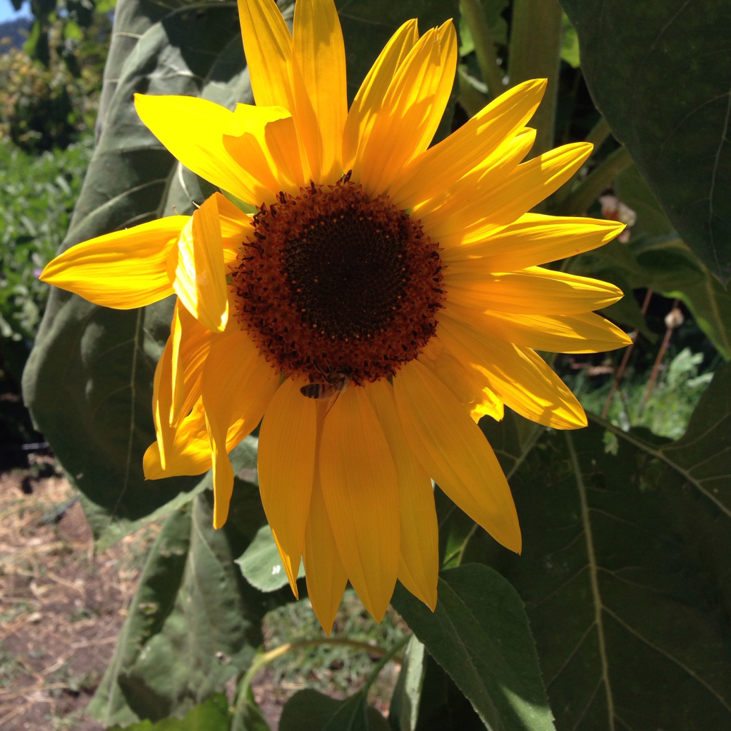 sunflower-with-a-bee copy