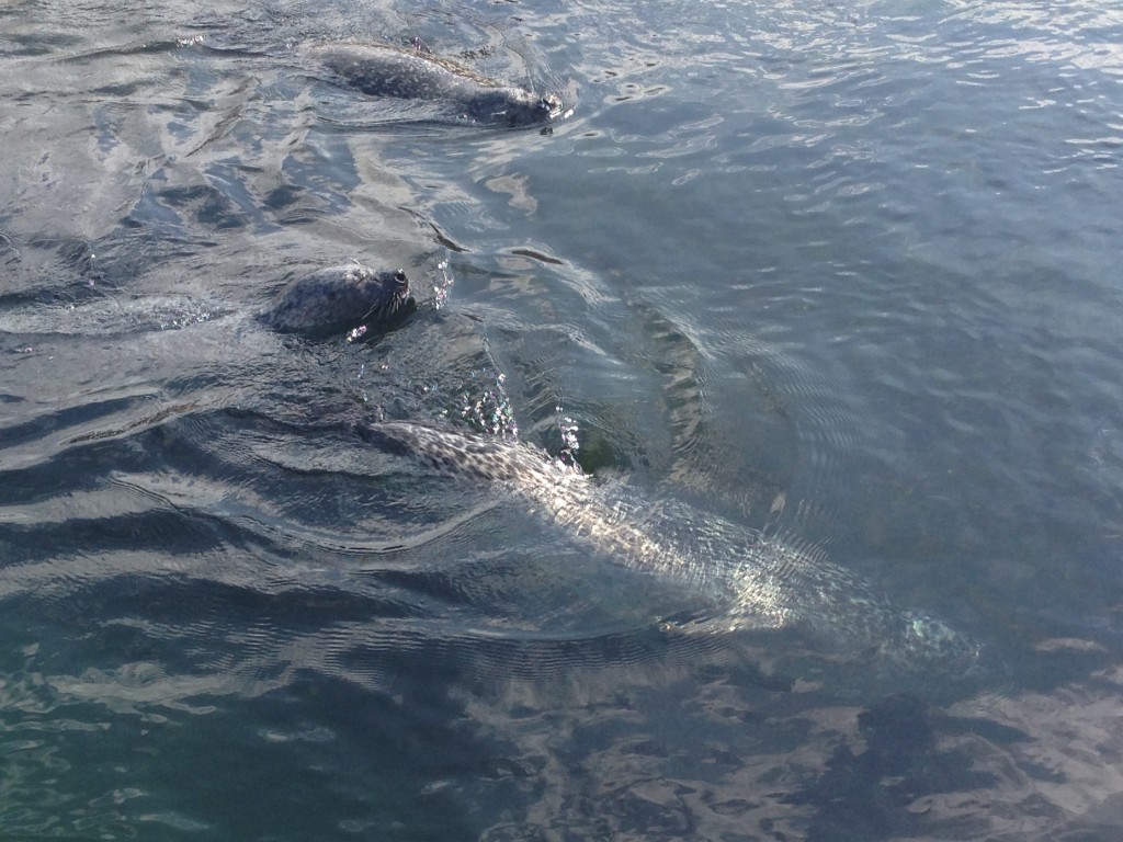 OCEANOGRÀFIC- oceanografic-weddel-seals