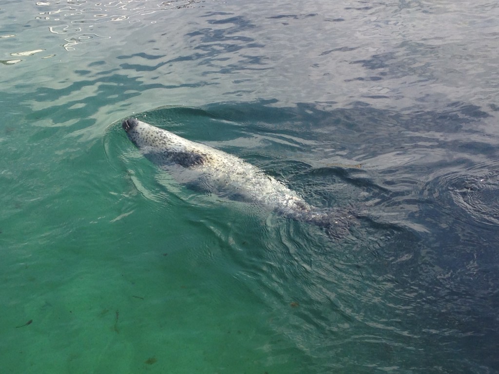 OCEANOGRÀFIC- oceanografic-weddel-seal