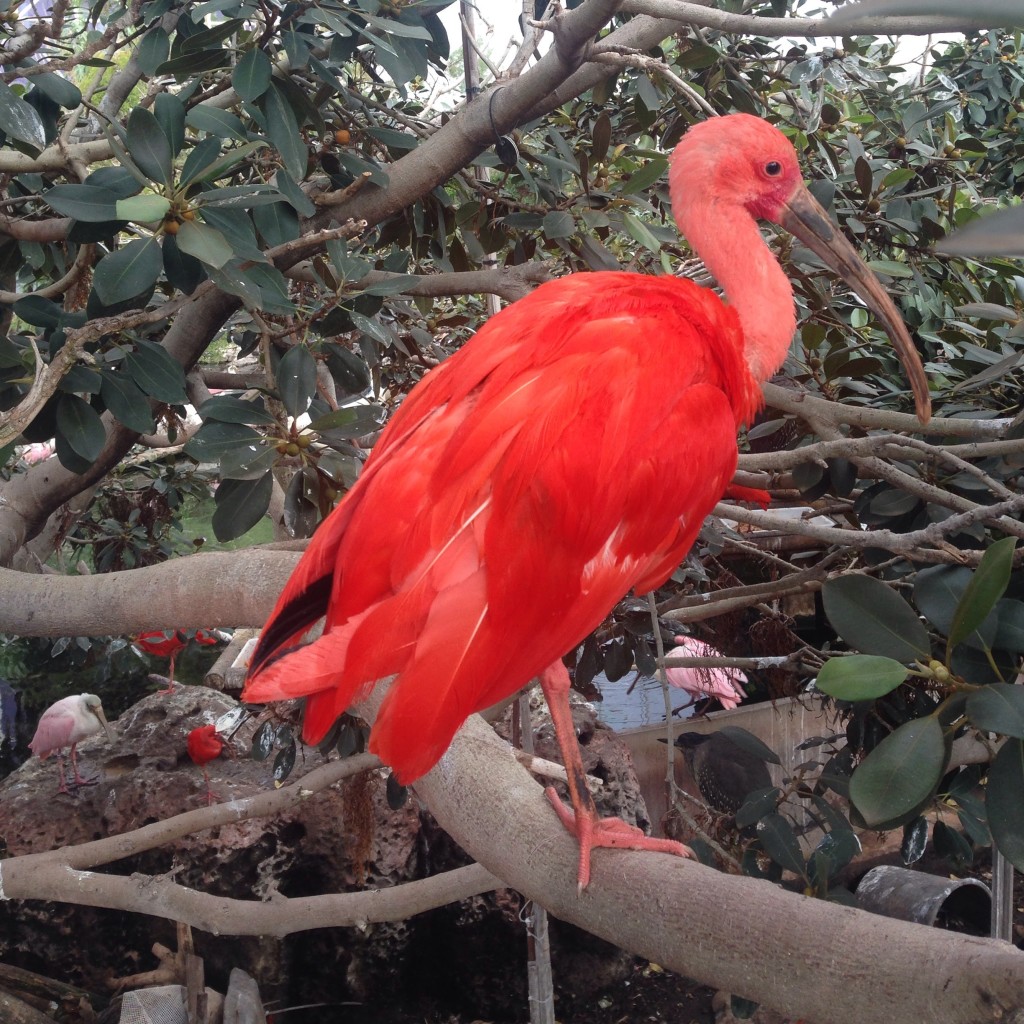 scarlet-ibis-oceanografic-aquarium