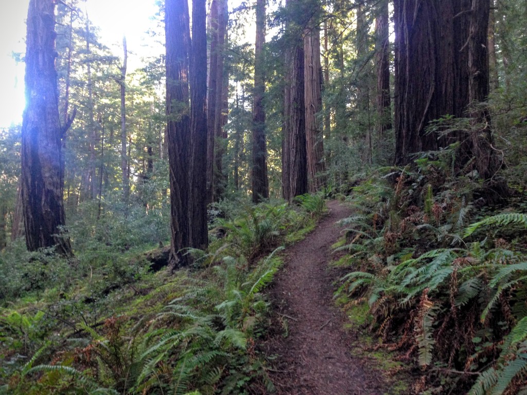 Hiking in Butano State Park-Hiking-in-Butano-State-Park