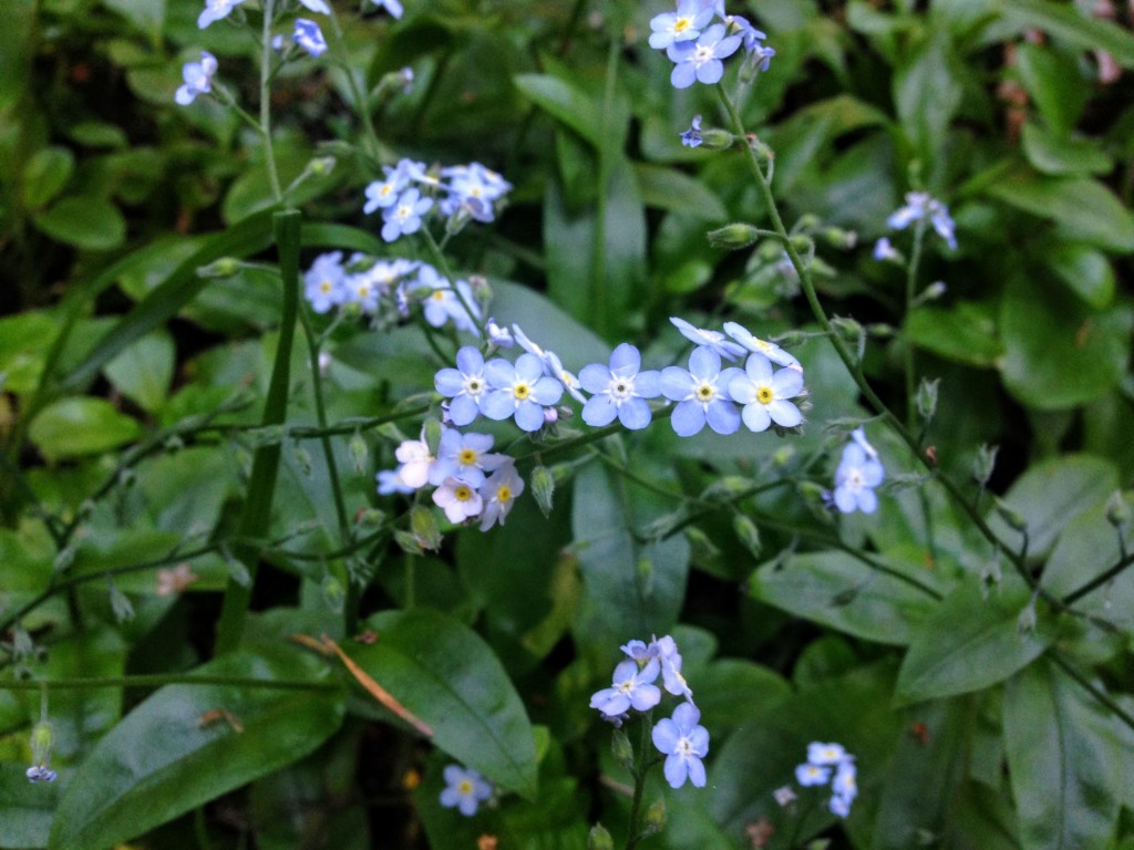 Hiking in Butano State Park-Hiking-in-Butano-State-Park-coastal-wildflowers