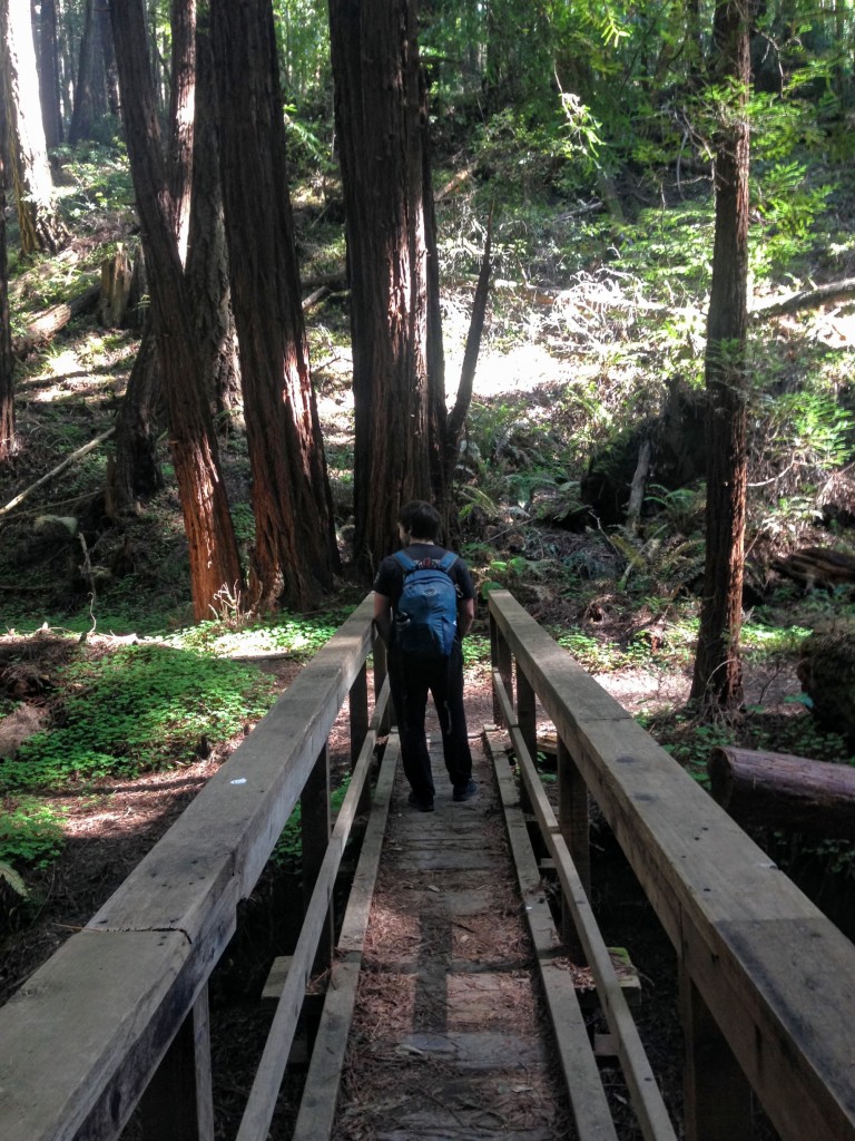 Hiking in Butano State Park