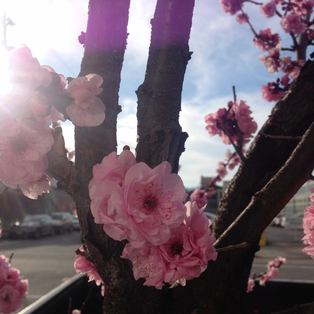 Cherry Blossoms-financial-freedom-with-a-budget