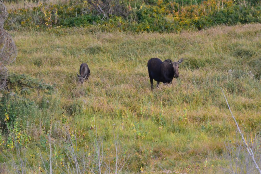 One Day Yellowstone National Park