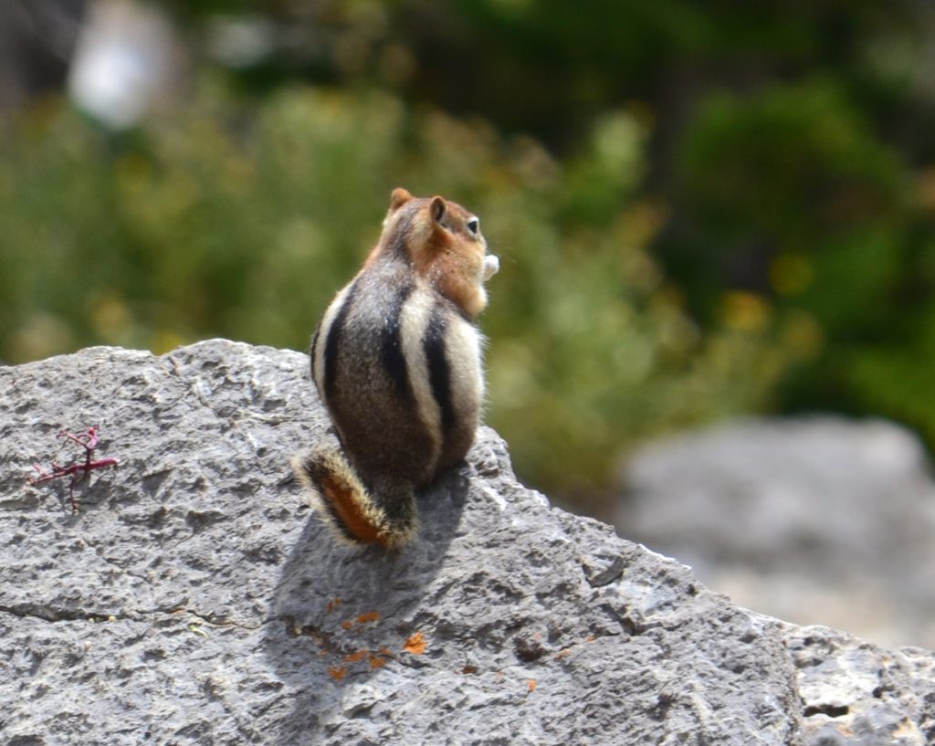 One Day Yellowstone National Park – Chipmunk